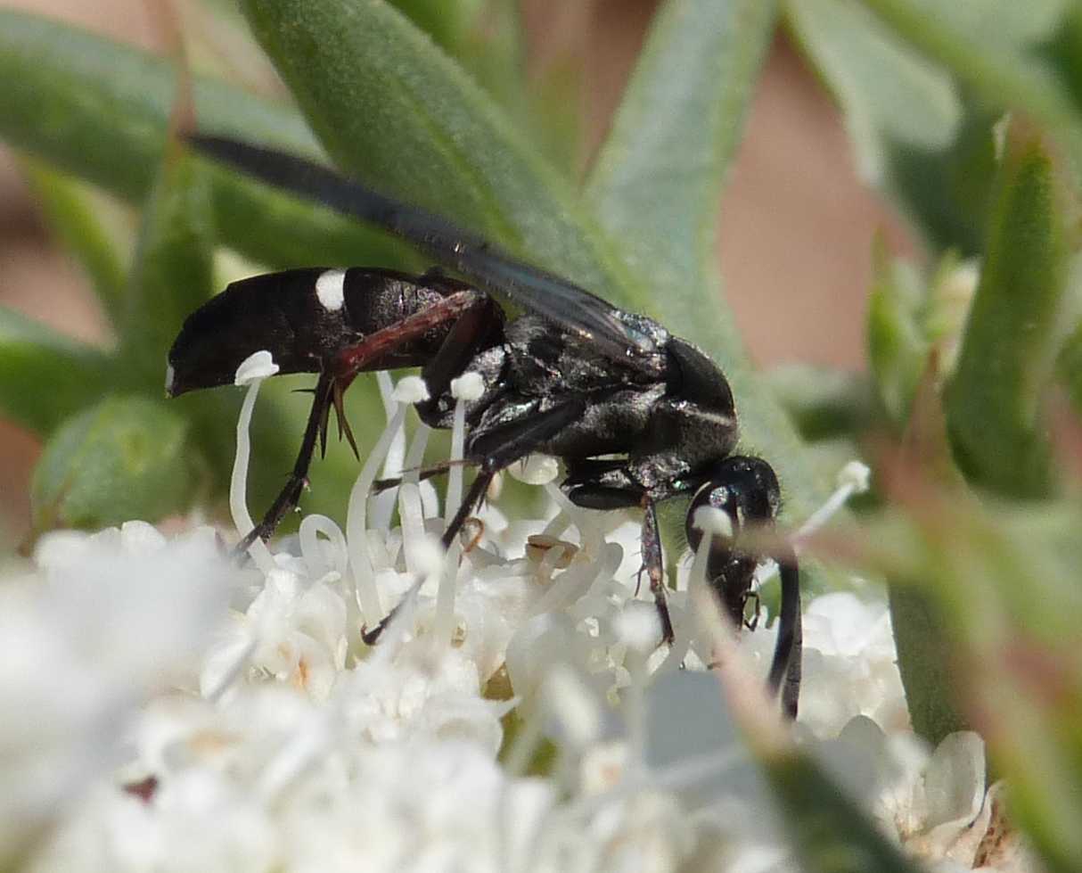 Piccolo Pompilidae